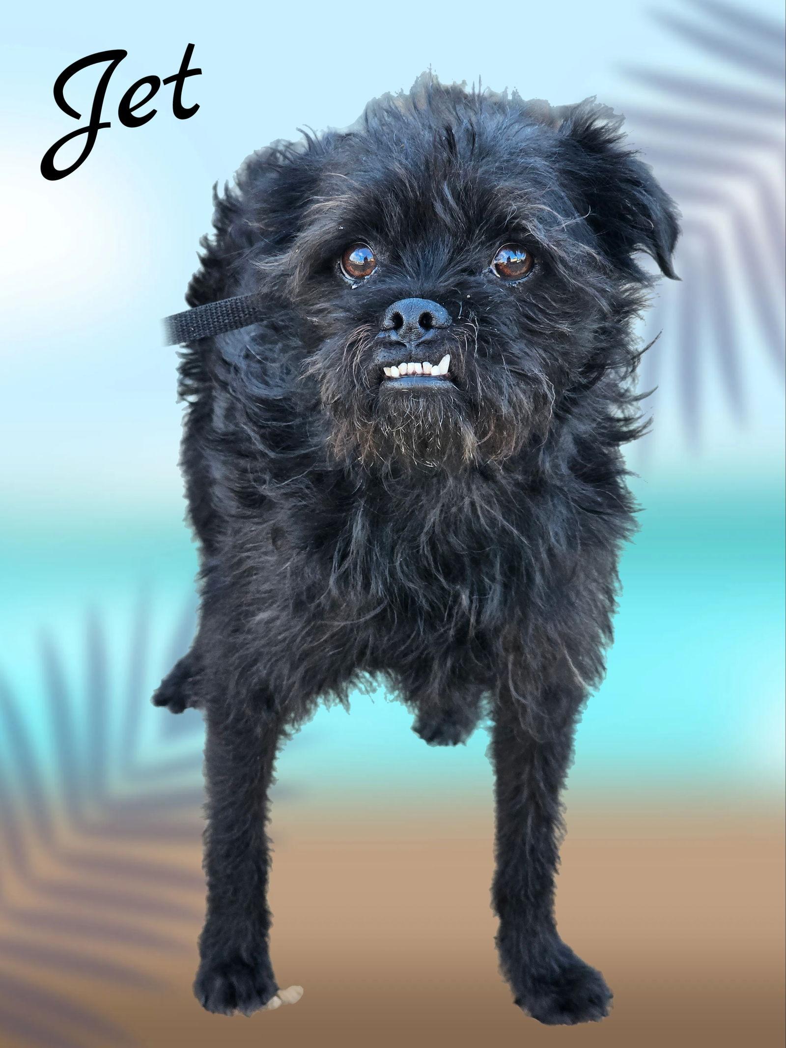 Enlarge Jet, a Adoptable mixed breed in Phelan, CA image 3/5