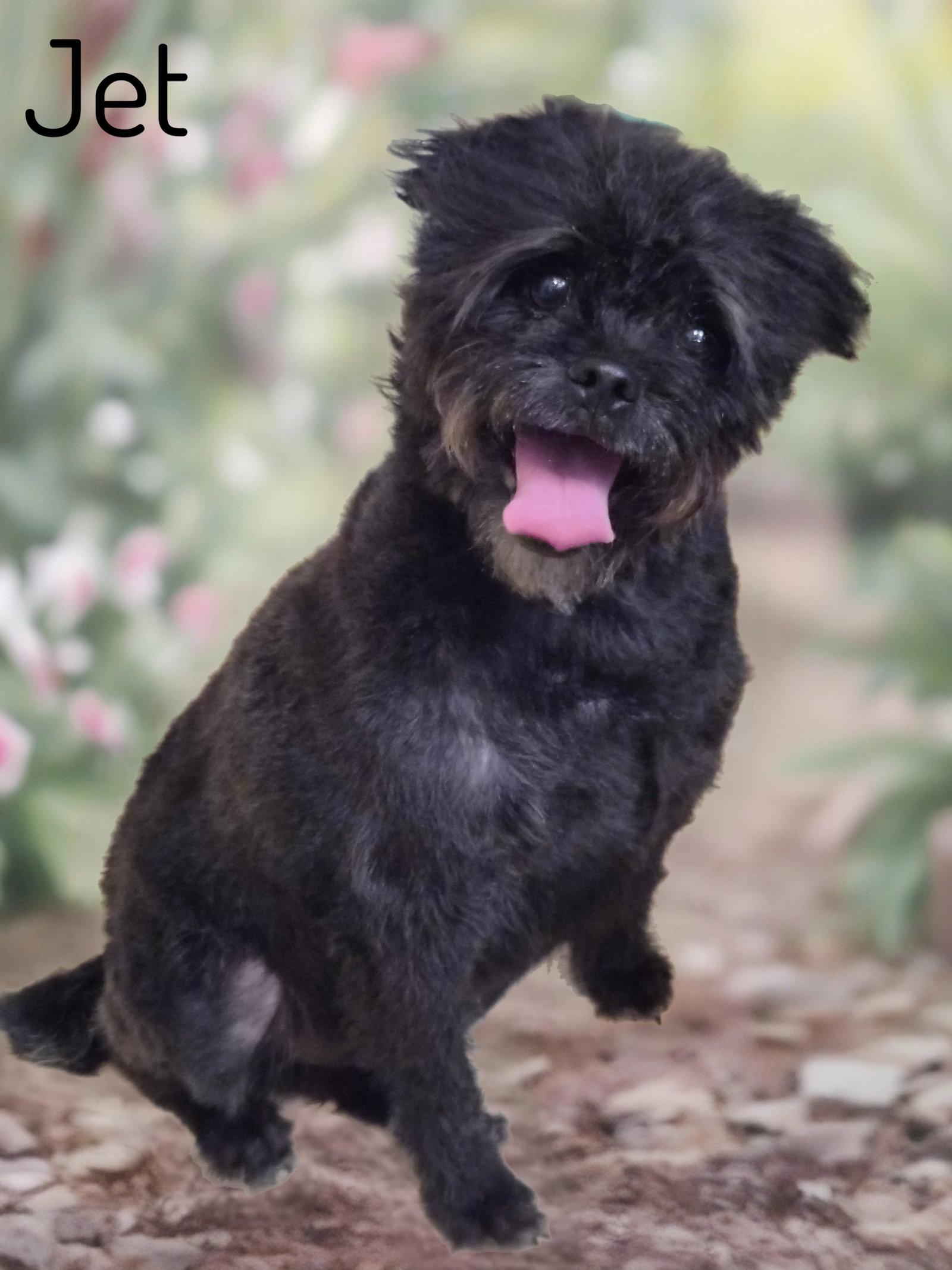 Jet, a Adoptable mixed breed in Phelan, CA image 3/3