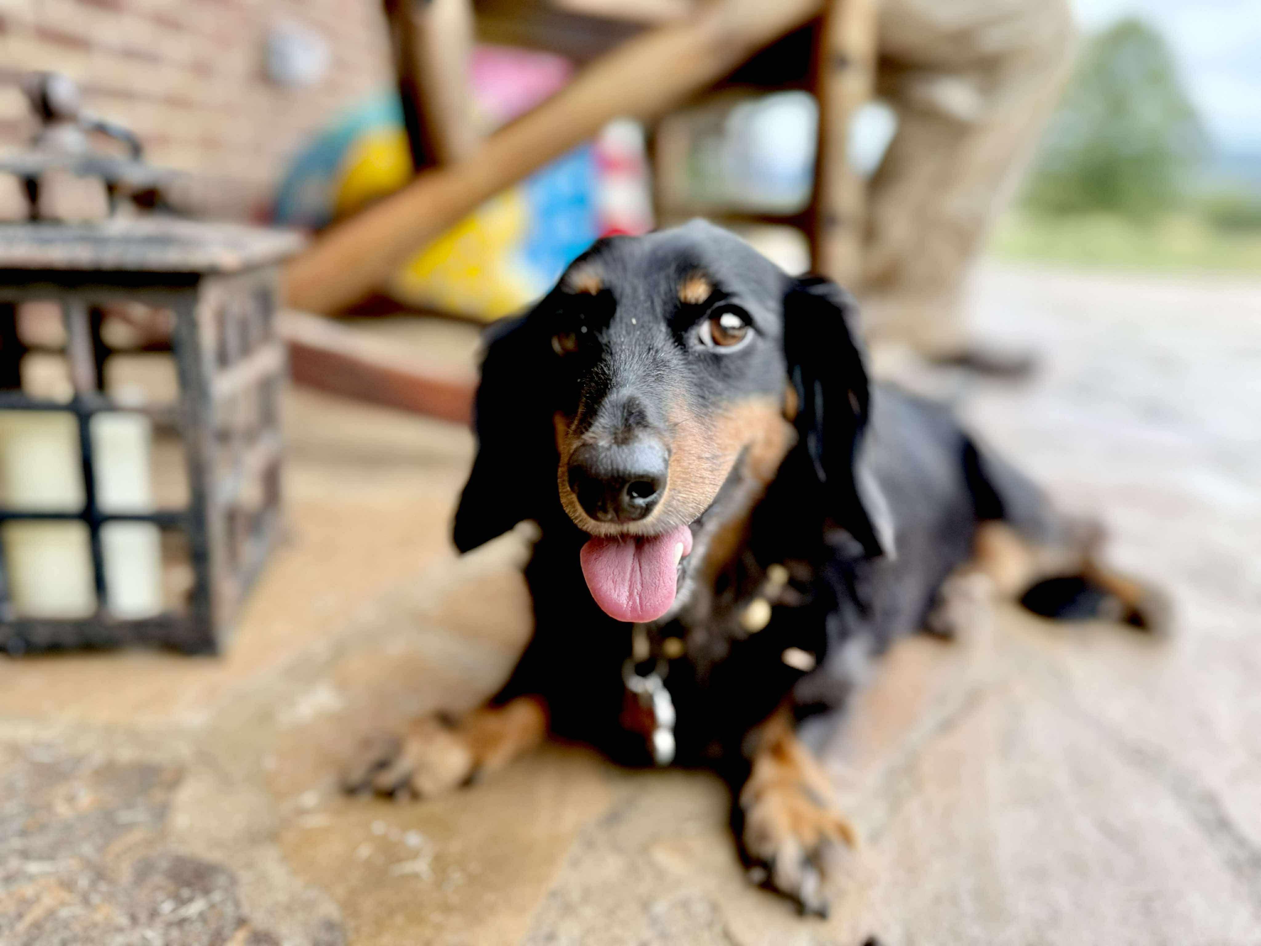 Miss Daisy in NH! Come Meet our Adoptable Dogs Wednesday-Saturday. More info in Bio!