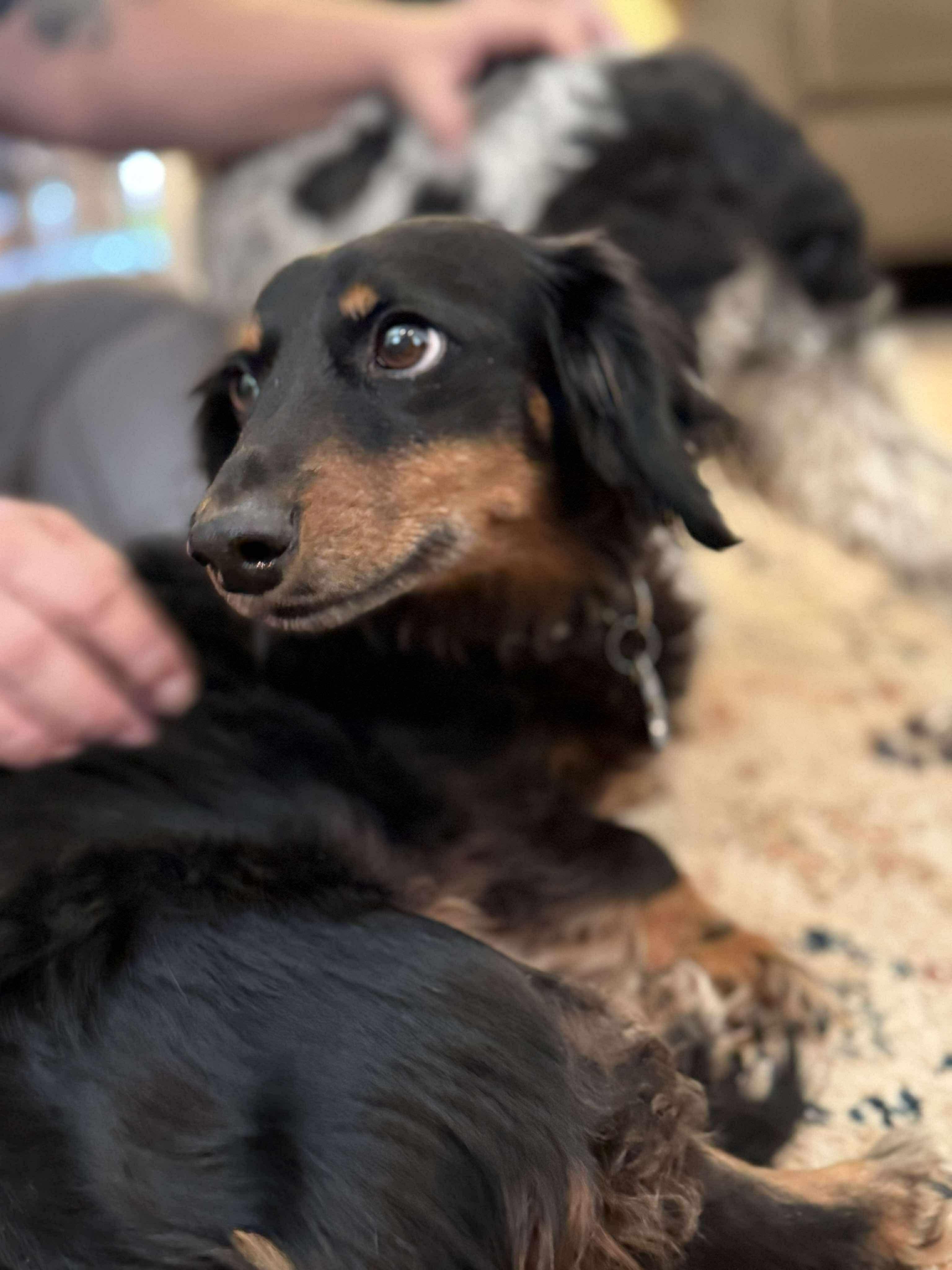 Miss Daisy in NH! Come Meet our Adoptable Dogs Wednesday-Saturday. More info in Bio!