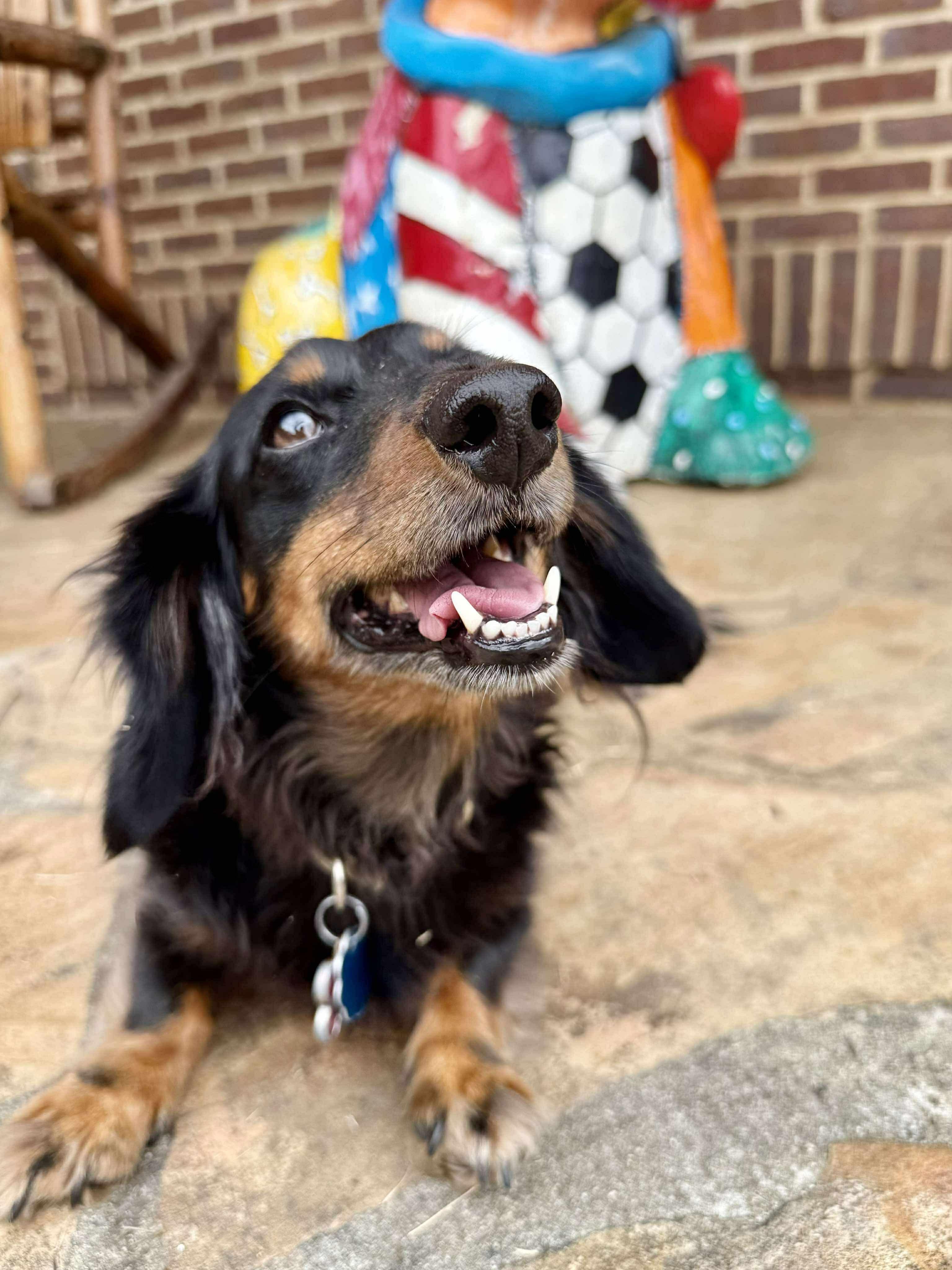 Miss Daisy in NH! Come Meet our Adoptable Dogs Wednesday-Saturday. More info in Bio!