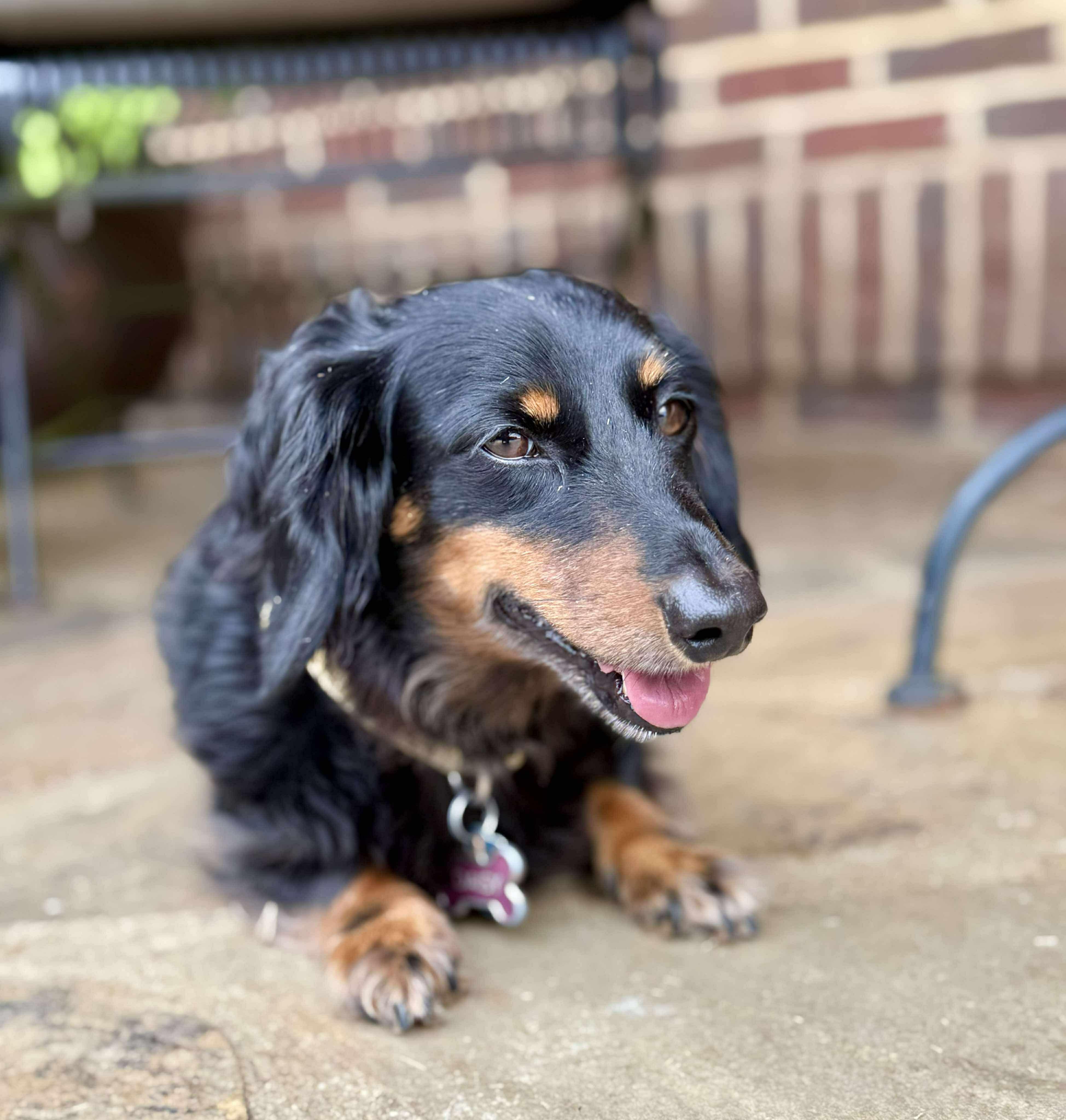 Miss Daisy in NH! Come Meet our Adoptable Dogs Wednesday-Saturday. More info in Bio!