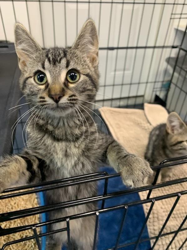 Daisy Mae, Adoptable, Young Female Domestic Short Hair.