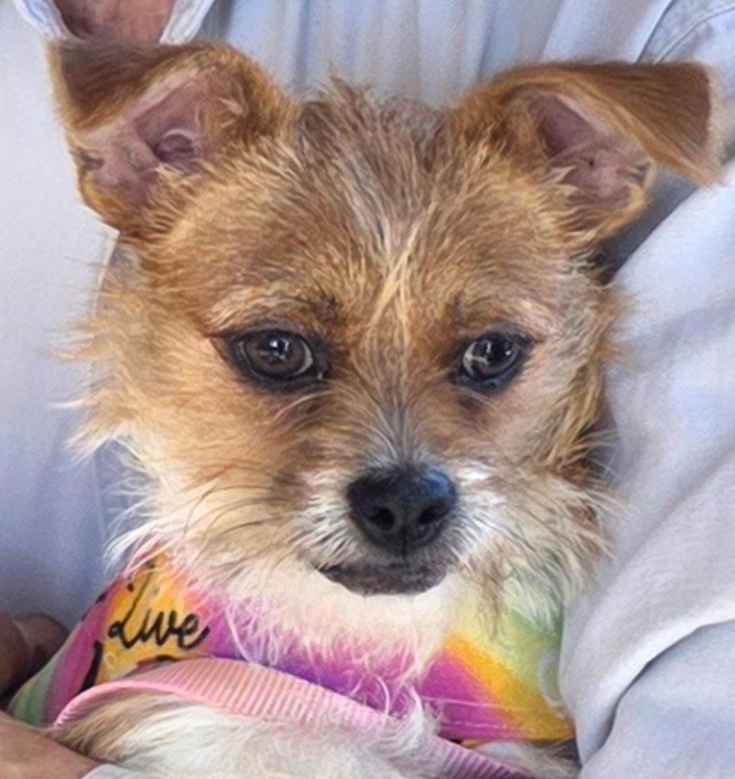 Zelda, Adoptable, Young Female Terrier.