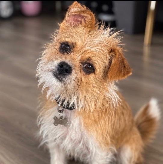 Enlarge Zelda, a Adoptable mixed breed in Lancaster, CA image 2/3