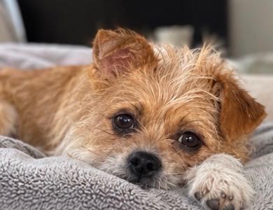Enlarge Zelda, a Adoptable mixed breed in Lancaster, CA image 3/3