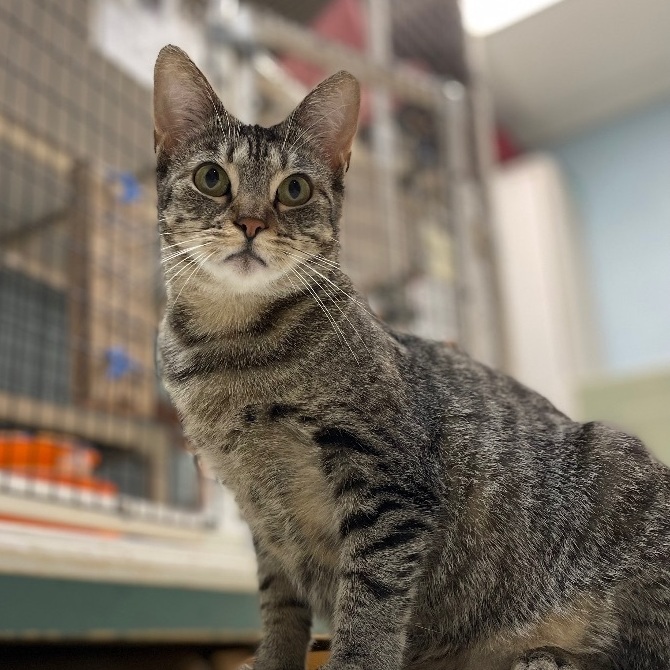 Aruba, a Adoptable Domestic Short Hair in Colonia, NJ image 1/4