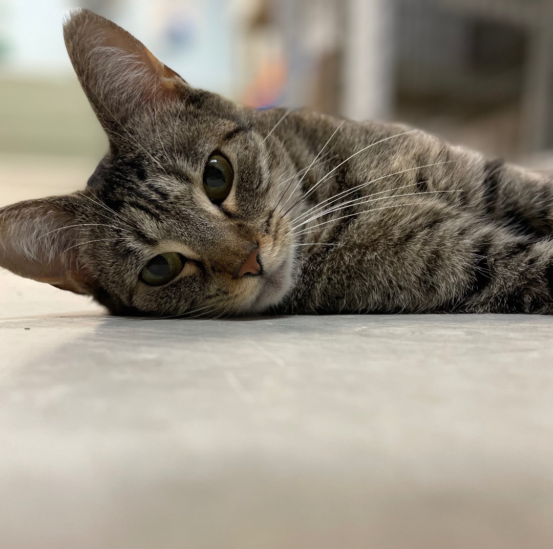 Aruba, a Adoptable Domestic Short Hair in Colonia, NJ image 2/4