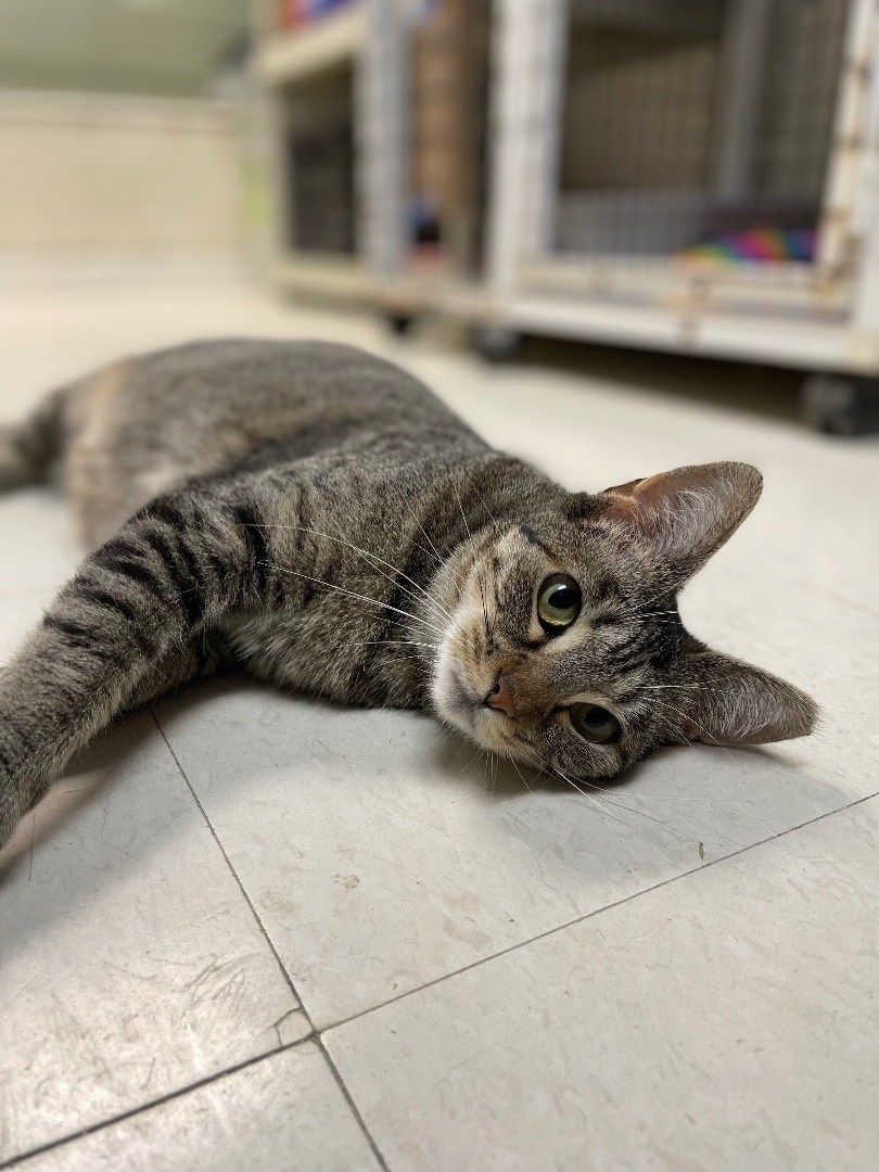 Aruba, a Adoptable Domestic Short Hair in Colonia, NJ image 3/4