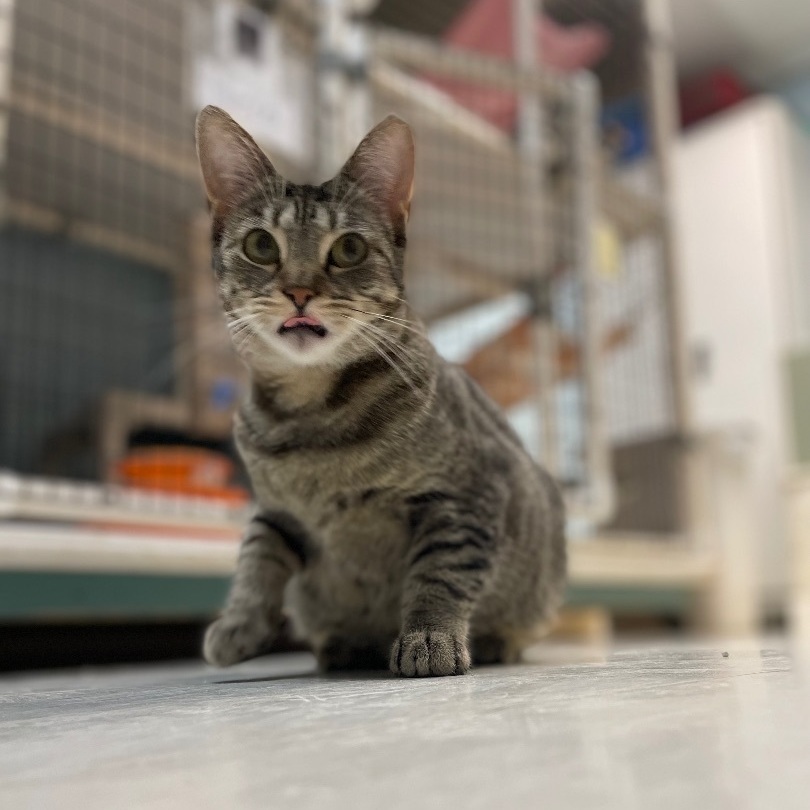 Aruba, a Adoptable Domestic Short Hair in Colonia, NJ image 4/4