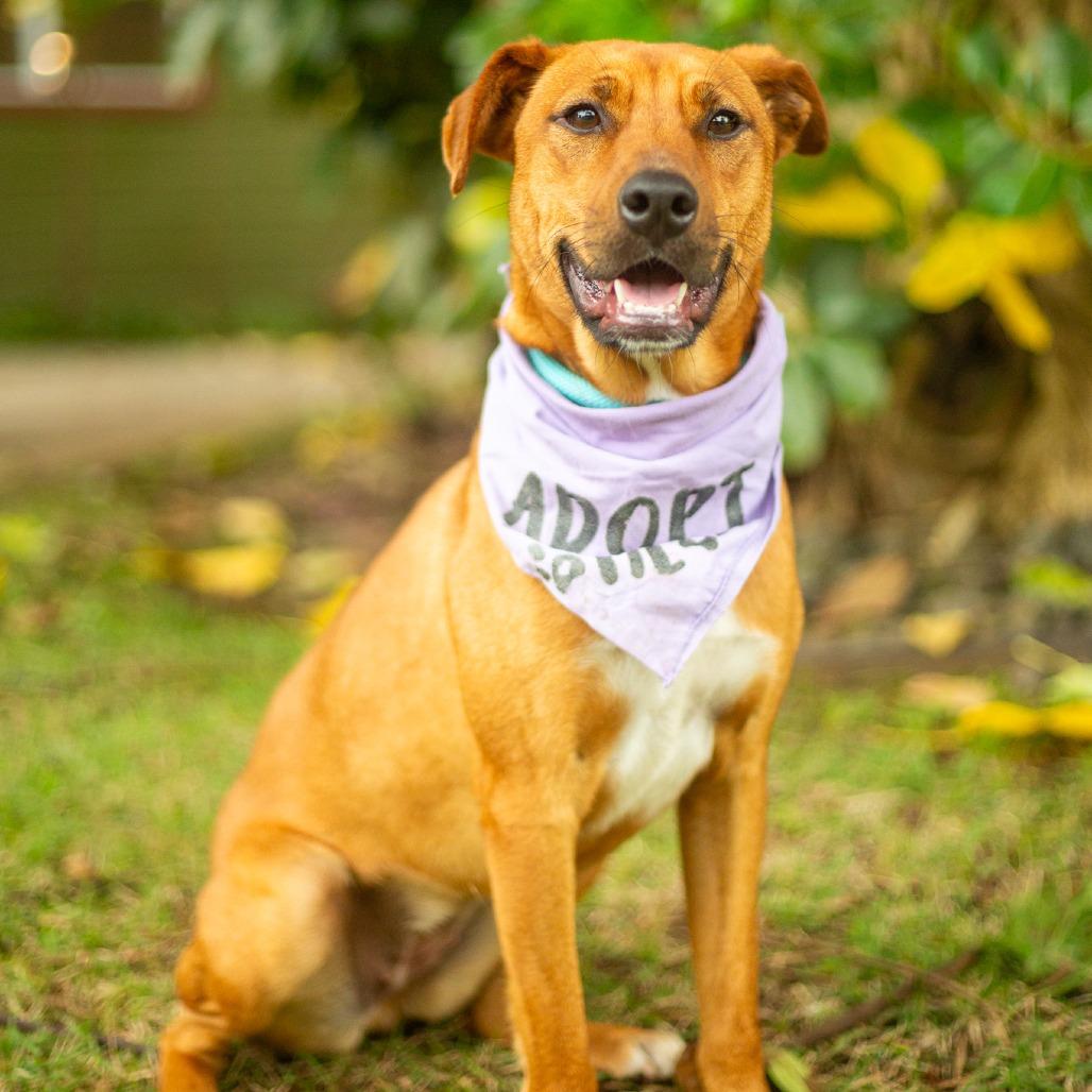 Enlarge Ruby, a Adoptable Mixed Breed in Kailua Kona, HI image 1/6