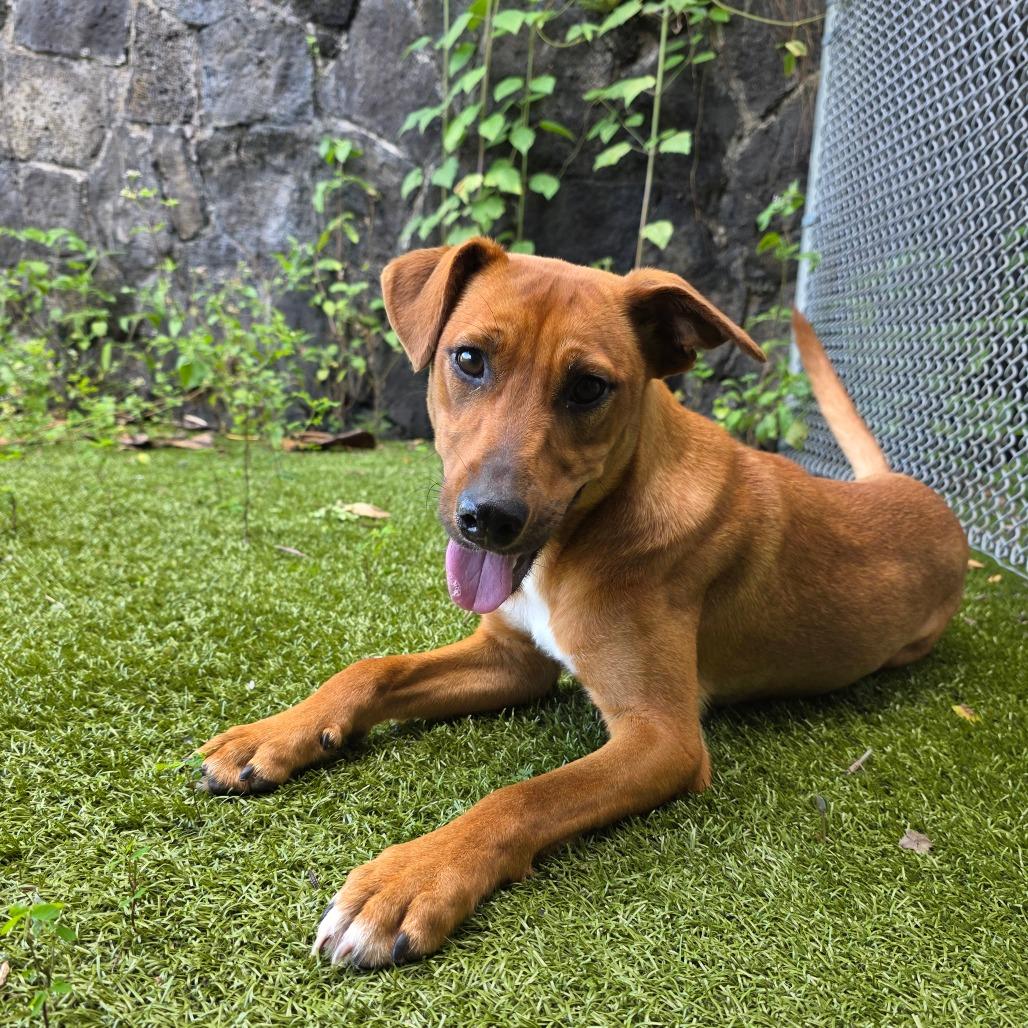 Ruby, a Adoptable Mixed Breed in Kailua Kona, HI image 1/3