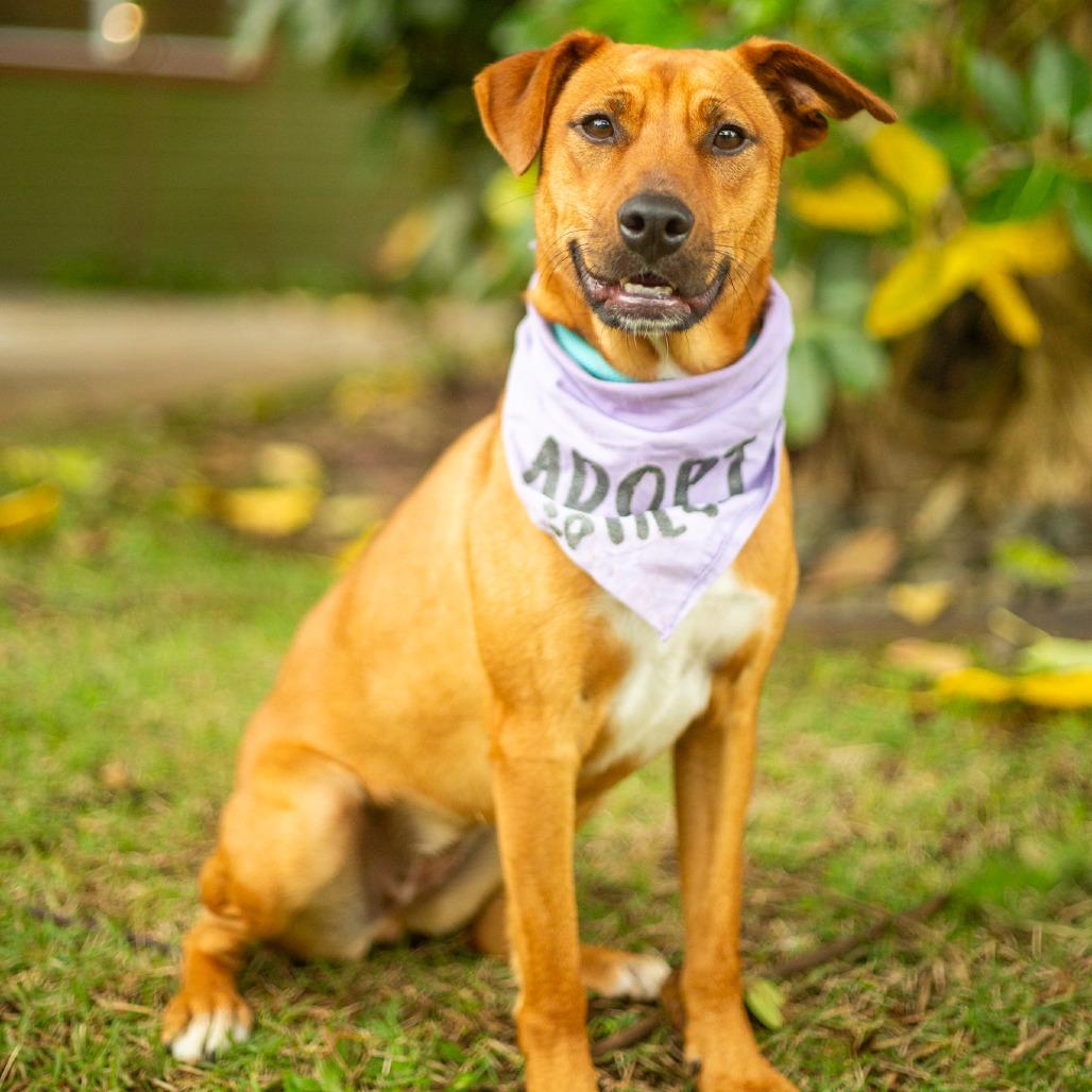 Enlarge Ruby, a Adoptable Mixed Breed in Kailua Kona, HI image 3/6
