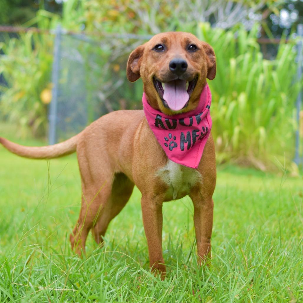 Ruby, a Adoptable Mixed Breed in Kailua Kona, HI image 2/3