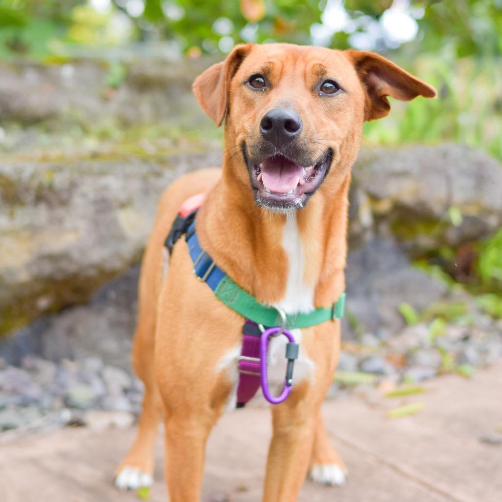 Enlarge Ruby, a Adoptable Mixed Breed in Kailua Kona, HI image 5/6
