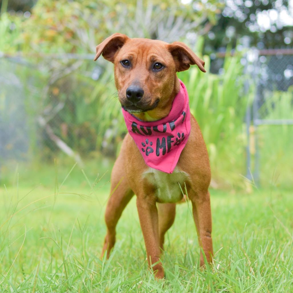 Ruby, a Adoptable Mixed Breed in Kailua Kona, HI image 3/3