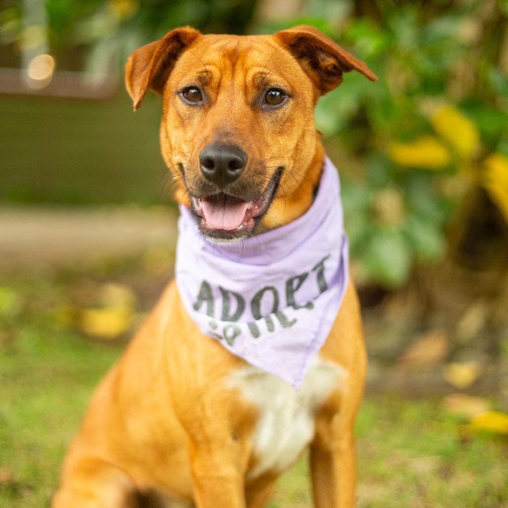 Enlarge Ruby, a Adoptable Mixed Breed in Kailua Kona, HI image 6/6