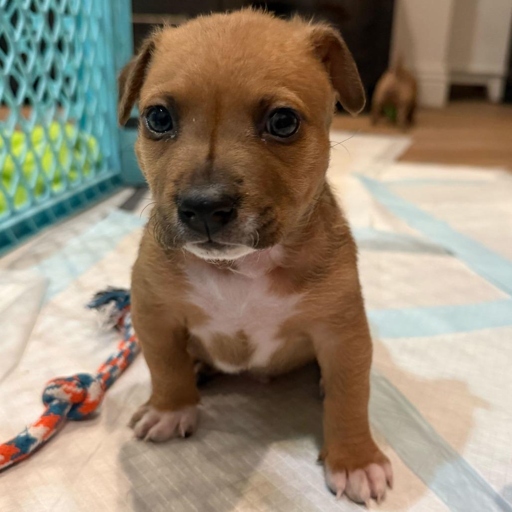 Enlarge Molasses, a Adoptable mixed breed in Los Angeles, CA image 1/1