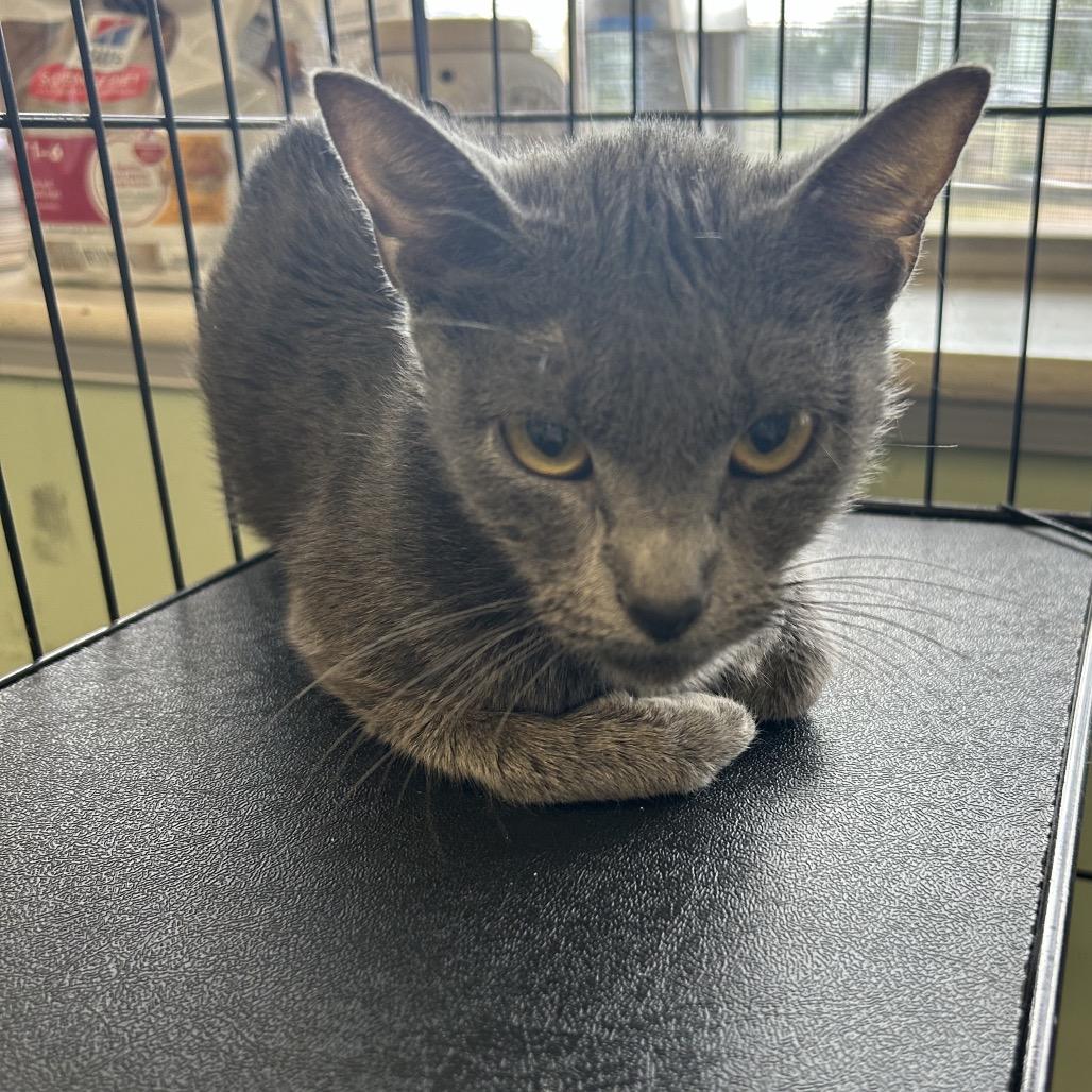 Madeline, Adoptable, Adult Female Domestic Short Hair.