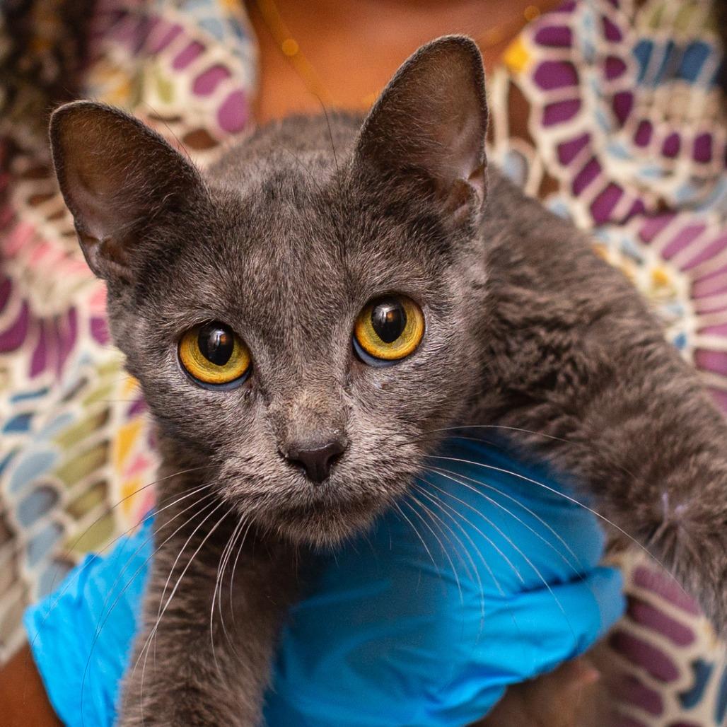 Enlarge Madeline, a Adoptable Domestic Short Hair in Hattiesburg, MS image 2/2