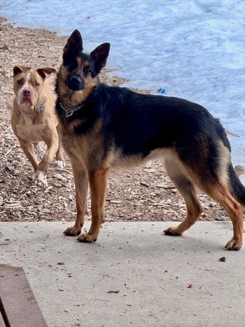 Enlarge SASHA, a Adoptable German Shepherd Dog in South Lake Tahoe, CA image 1/1