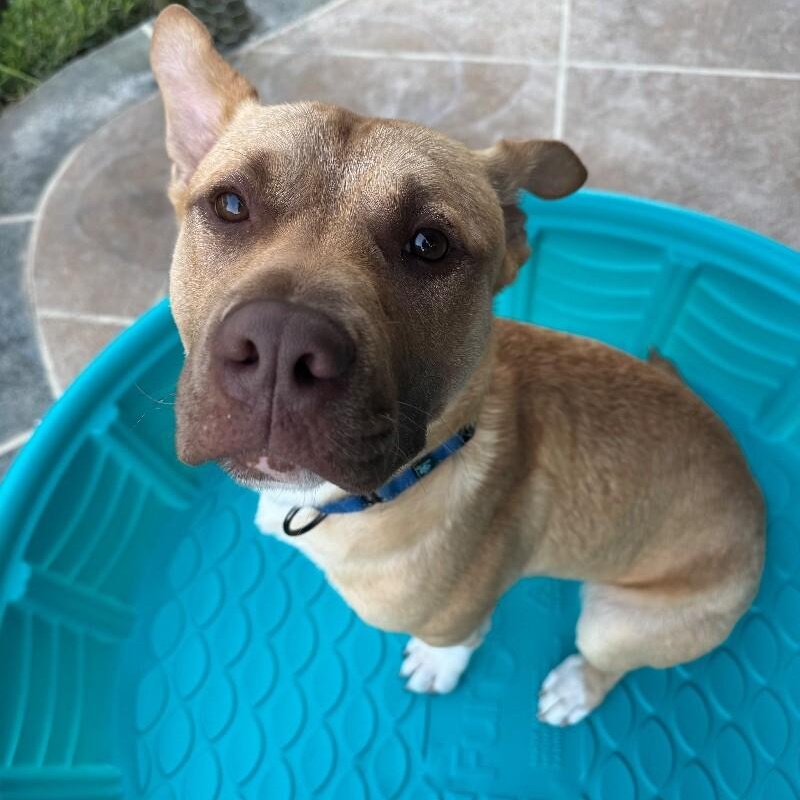 Alfie loves Dogs and Toys! — thumbnail 3