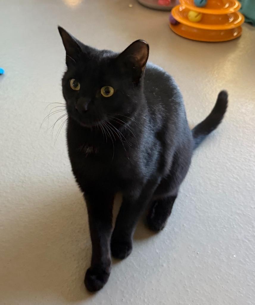 Chibi, Adoptable, Young Female Domestic Short Hair.