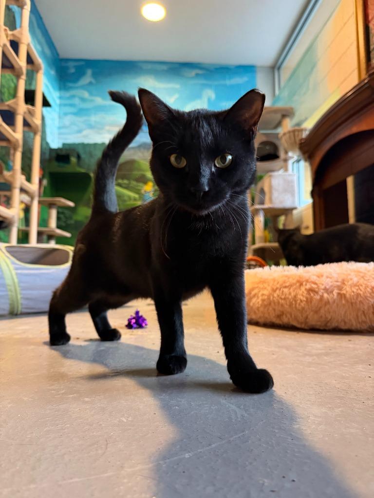 Enlarge Chibi, a Adoptable mixed breed in Hyde Park, NY image 3/3