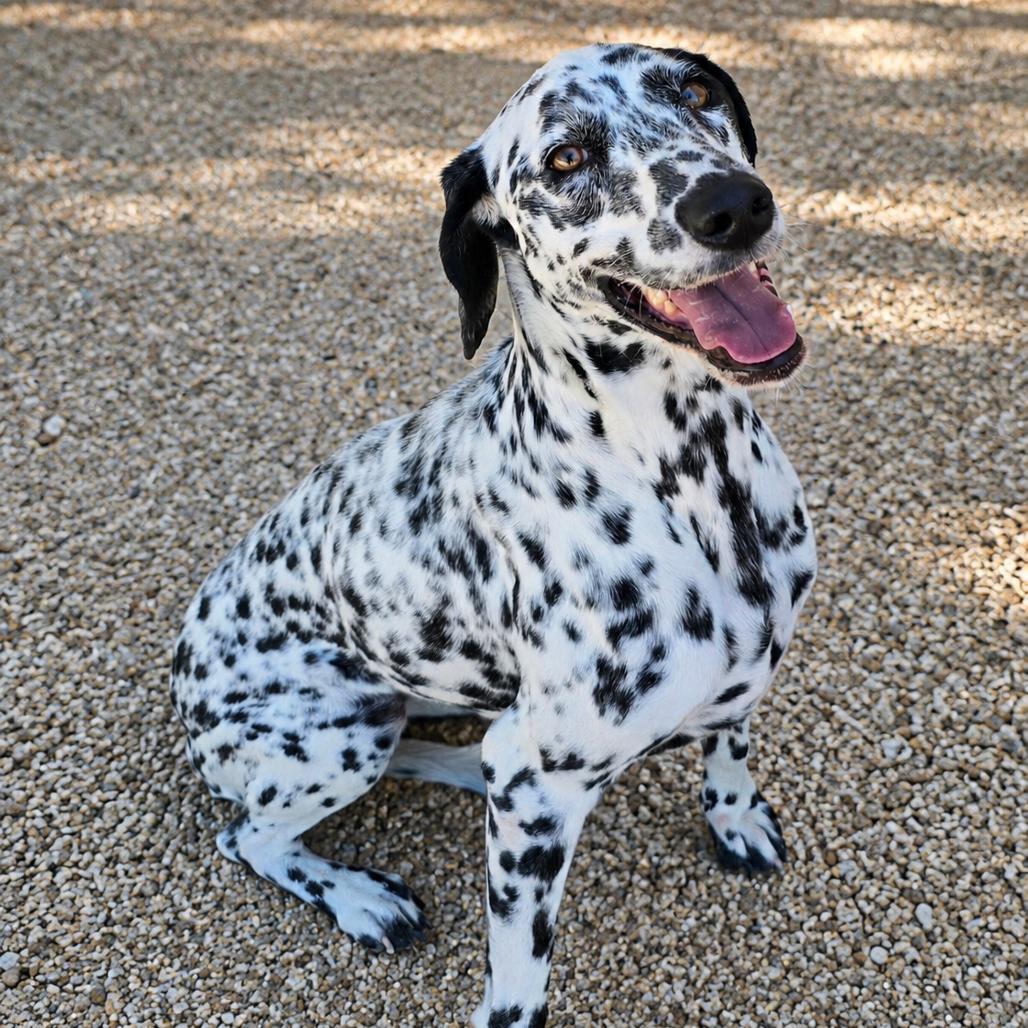 Enlarge Belle, a Adoptable mixed breed in Wickenburg, AZ image 1/5