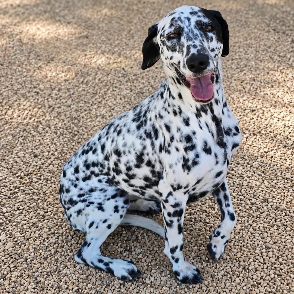 Enlarge Belle, a Adoptable mixed breed in Wickenburg, AZ image 2/5
