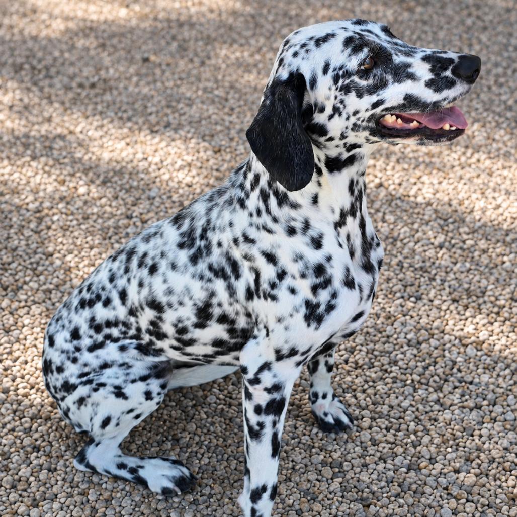 Enlarge Belle, a Adoptable mixed breed in Wickenburg, AZ image 3/5