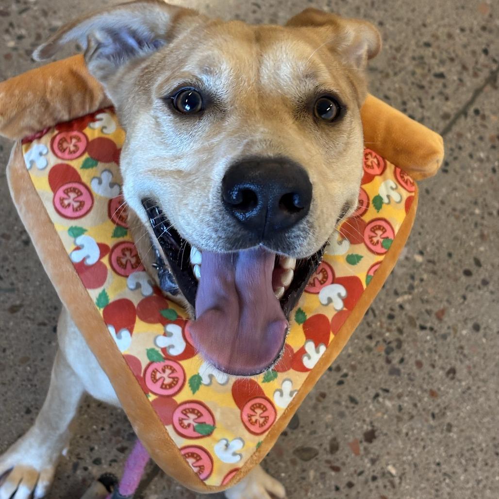 Maxx, Adoptable, Adult Male Pit Bull Terrier.