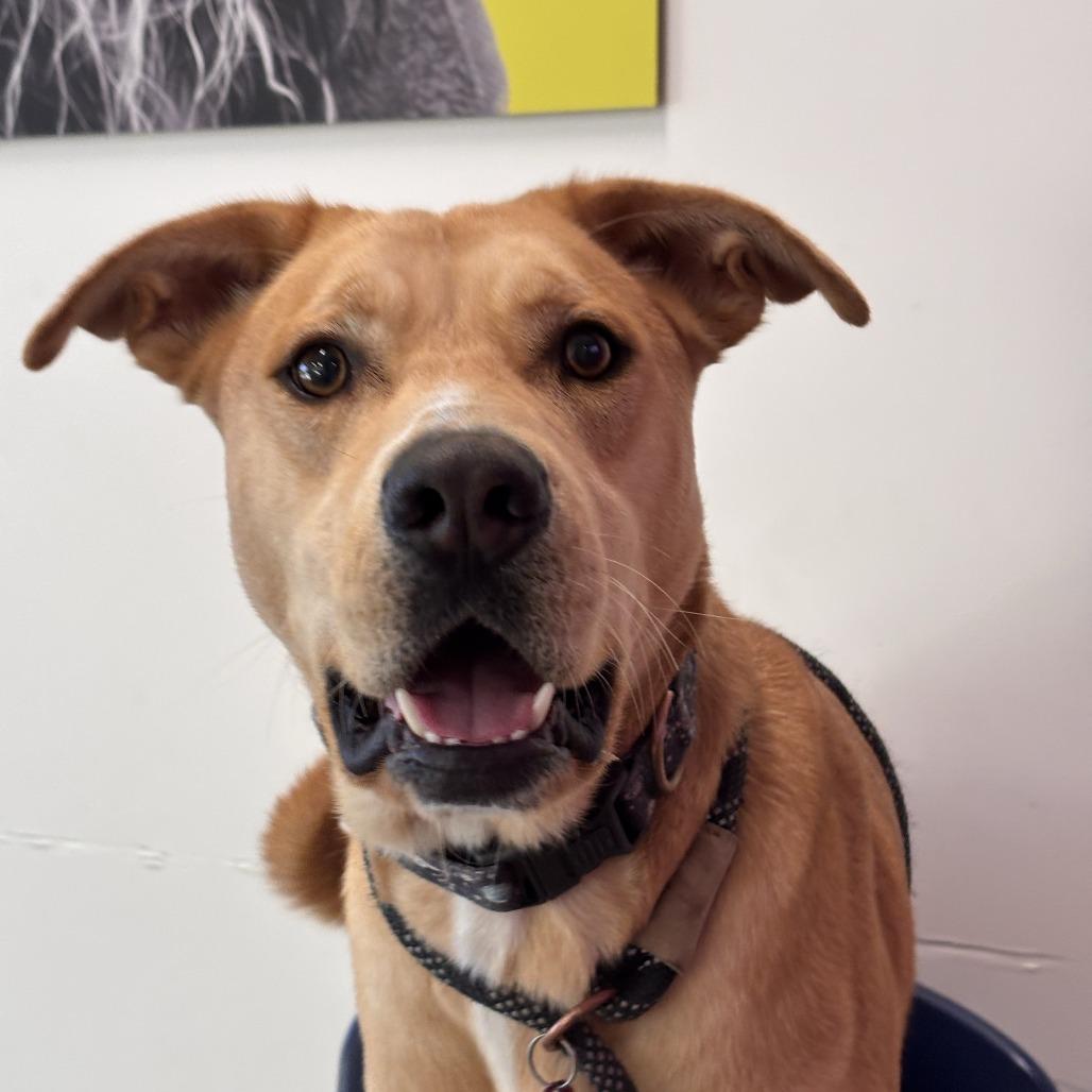Enlarge Maxx, a Adoptable Pit Bull Terrier in Phoenix, AZ image 2/4