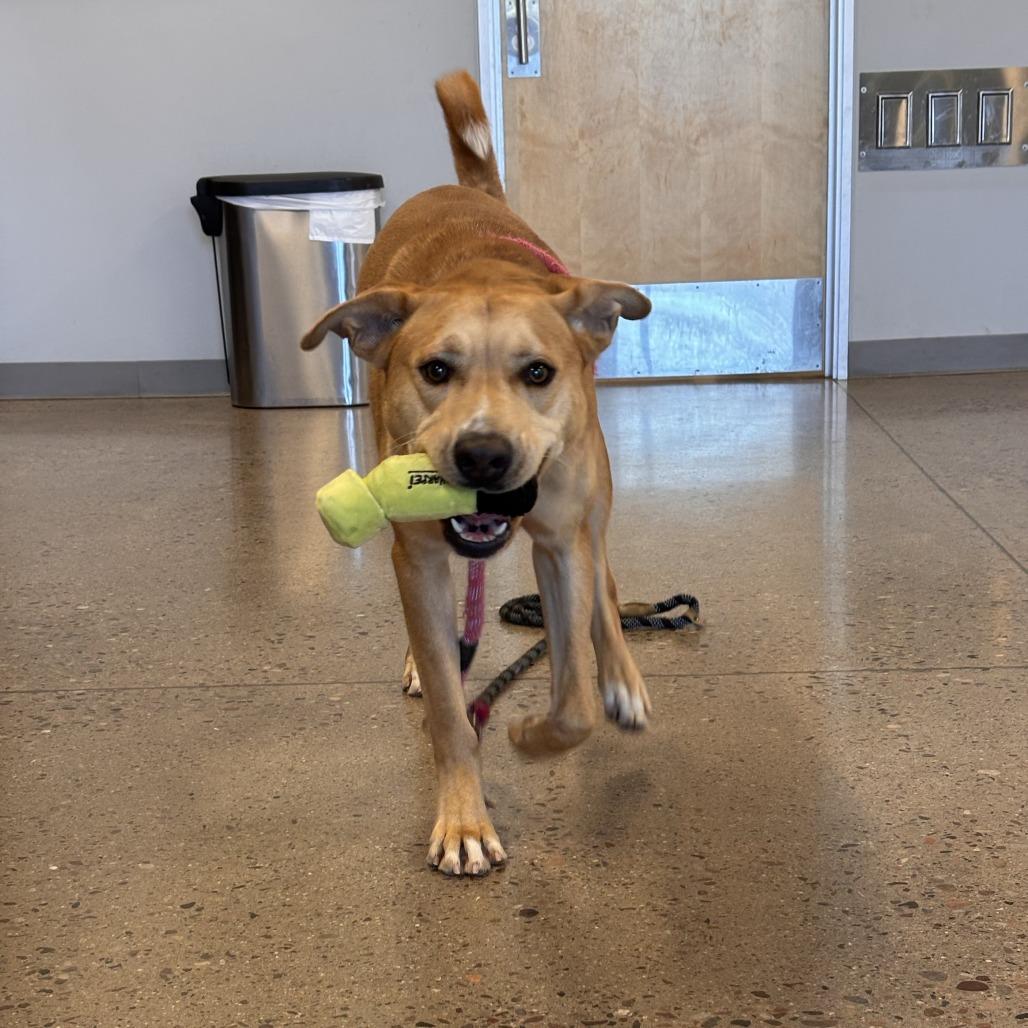 Enlarge Maxx, a Adoptable Pit Bull Terrier in Phoenix, AZ image 4/4