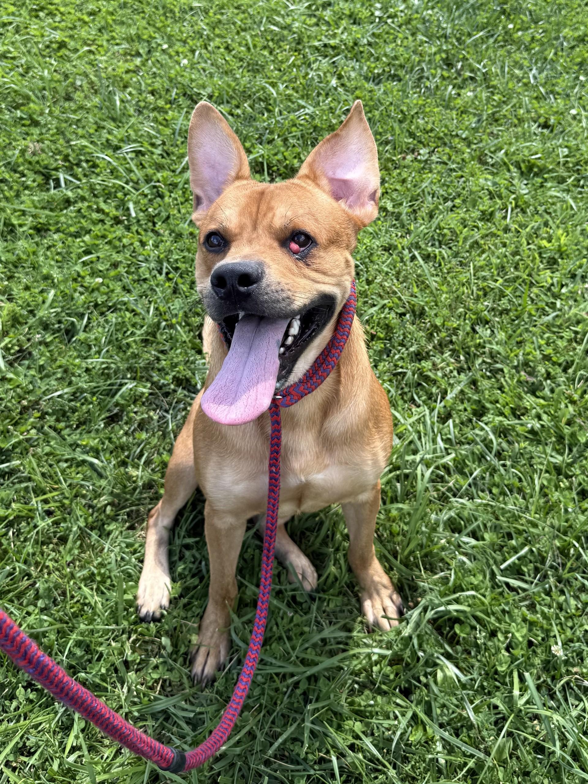 Monty, ADOPTABLE, Adult Male Mixed Breed.