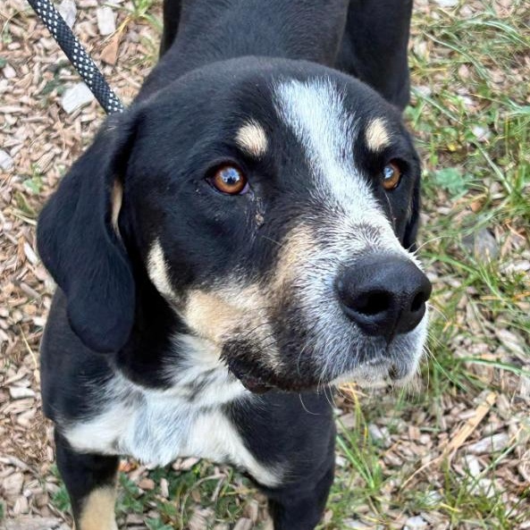 Jasper, a Adoptable mixed breed in Lakeside, AZ image 1/4