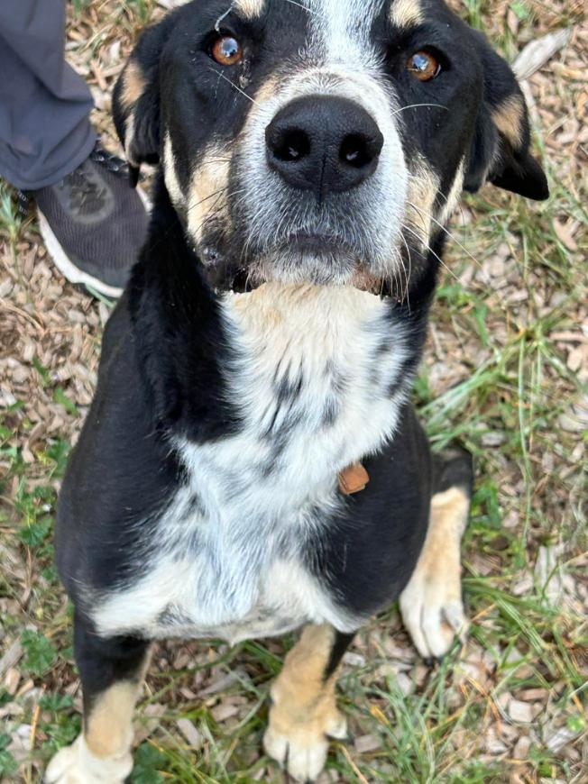 Jasper, a Adoptable mixed breed in Lakeside, AZ image 4/4