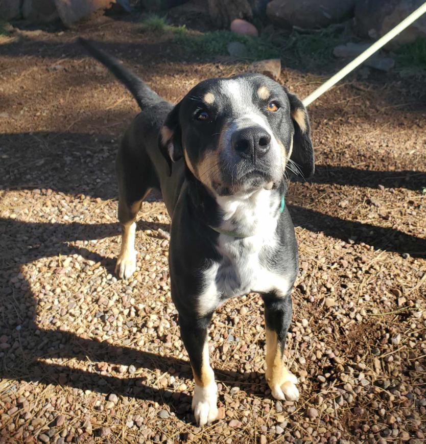 Jasper, a Adoptable mixed breed in Lakeside, AZ image 2/4