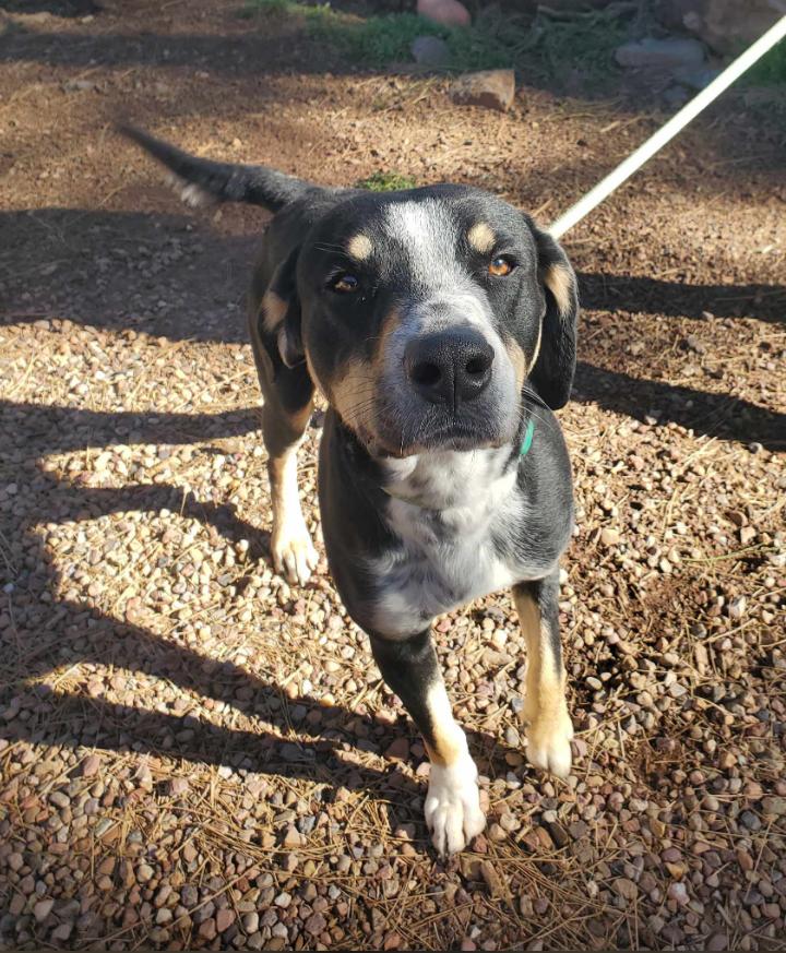 Jasper, a Adoptable mixed breed in Lakeside, AZ image 3/4