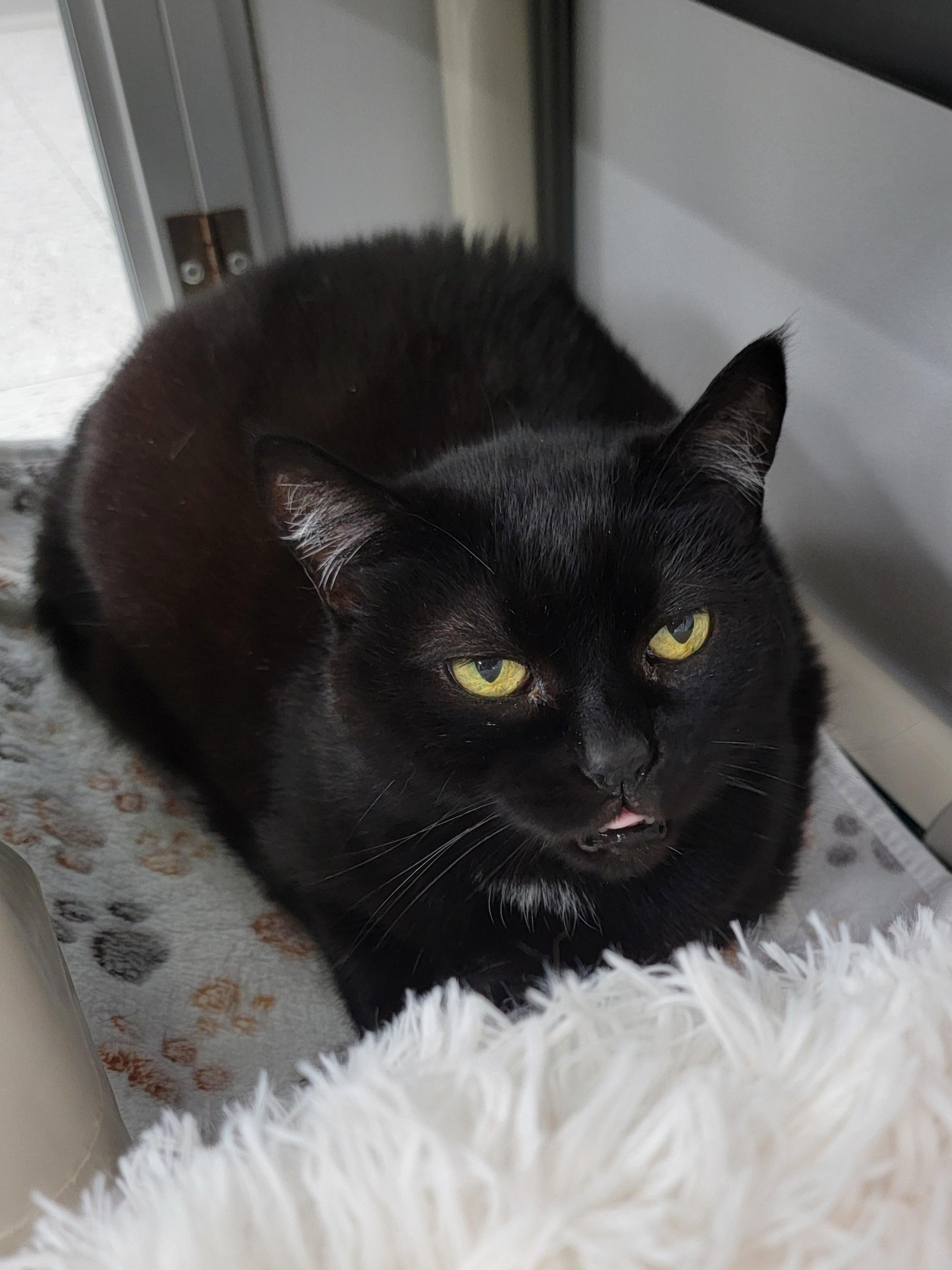 Mom, Adoptable, Senior Female Domestic Short Hair & Domestic Short Hair.