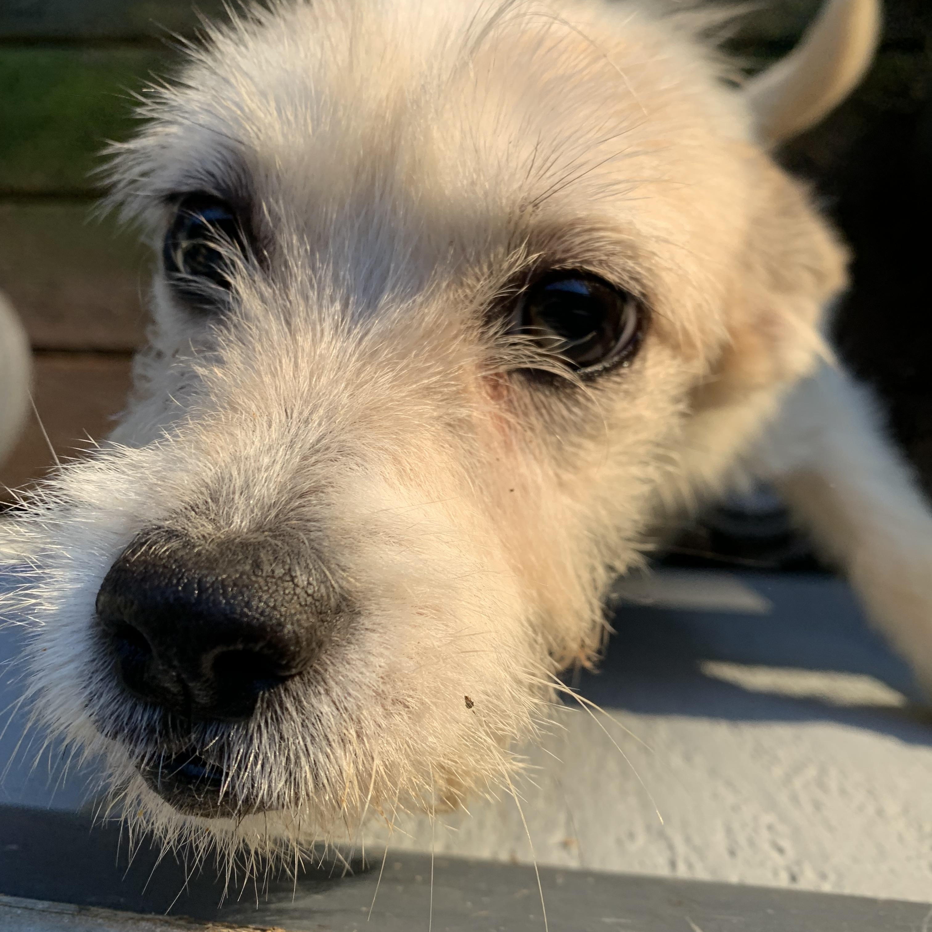 Enlarge Nugget, a Adoptable mixed breed in Kelso, WA image 2/6