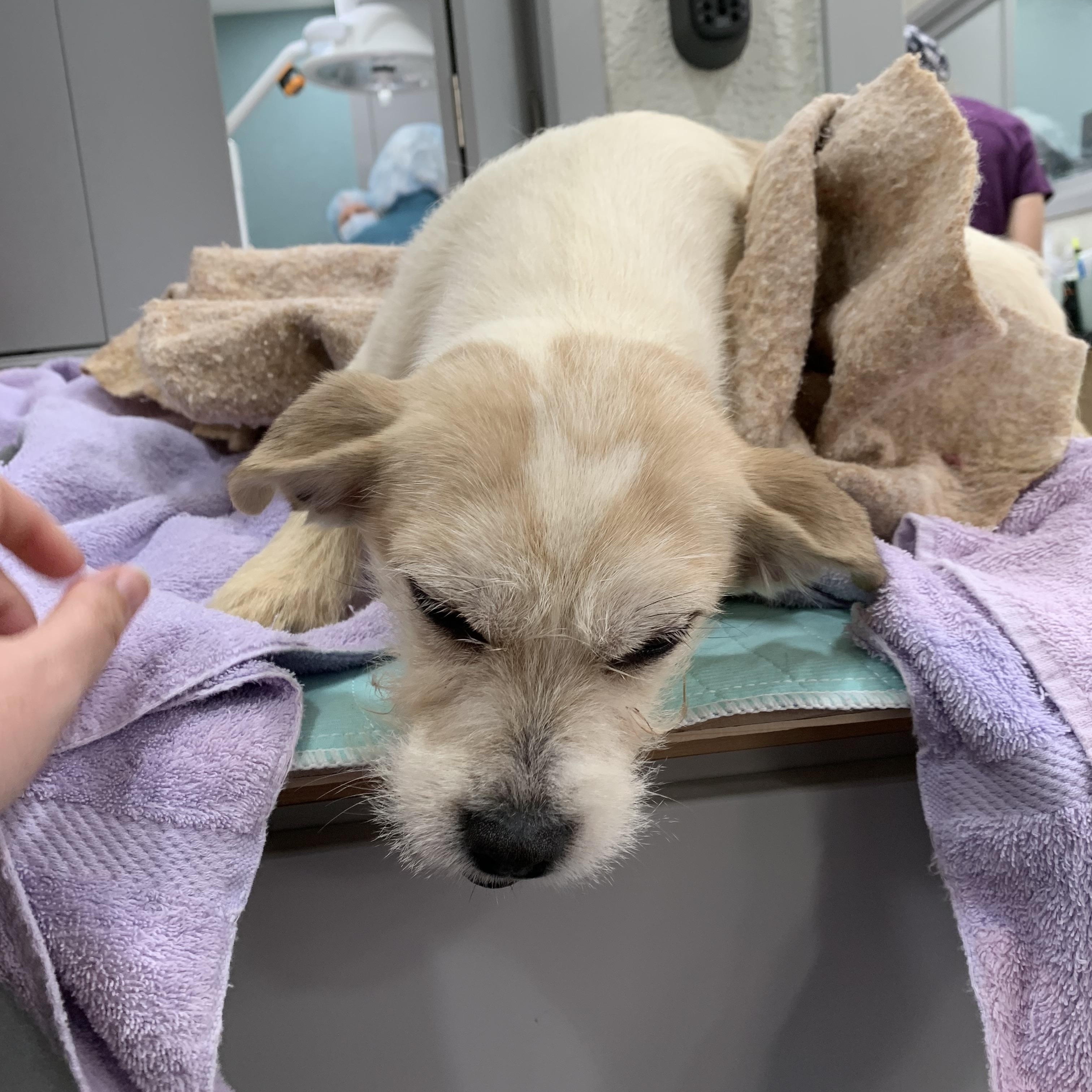 Enlarge Nugget, a Adoptable mixed breed in Kelso, WA image 5/6