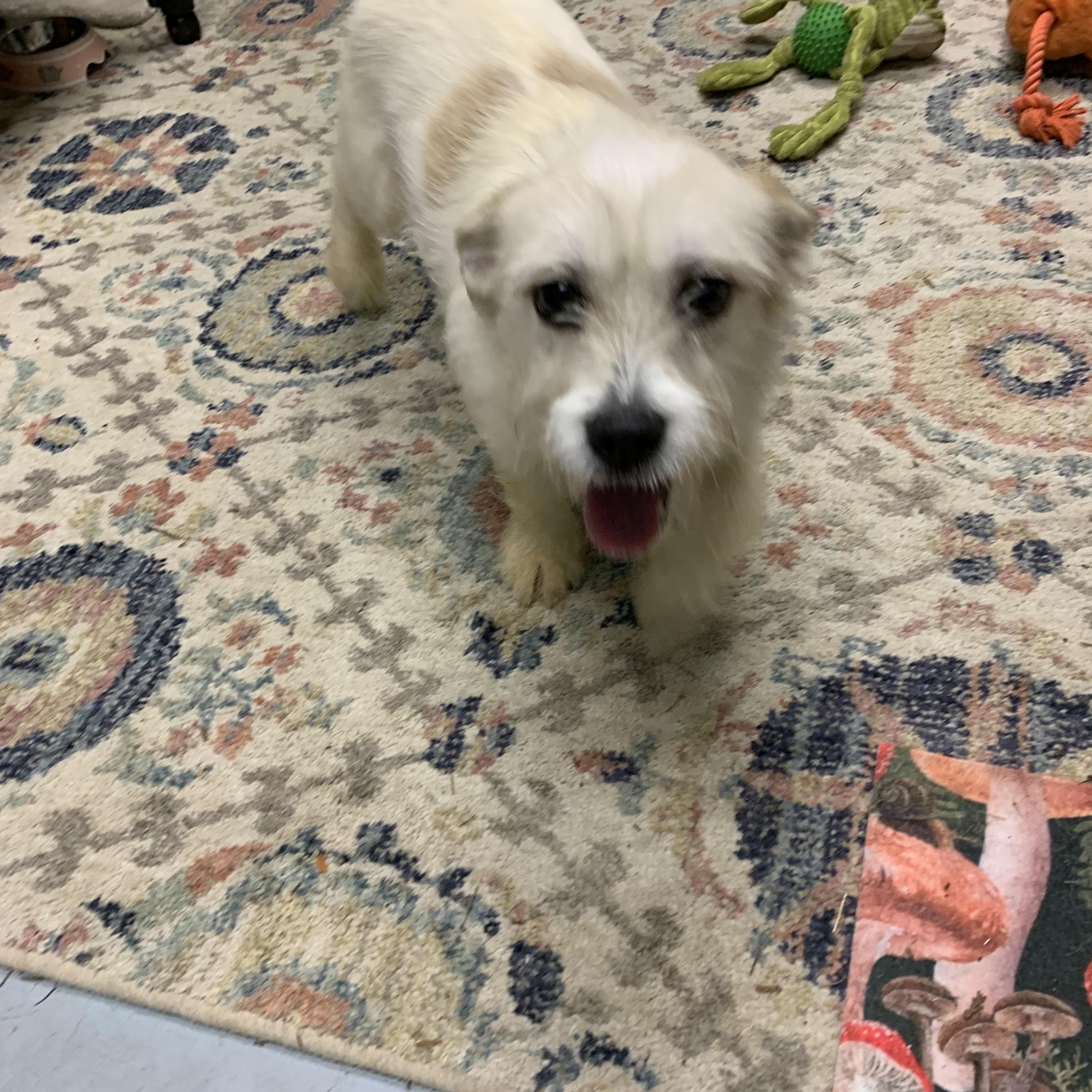 Enlarge Nugget, a Adoptable mixed breed in Kelso, WA image 6/6