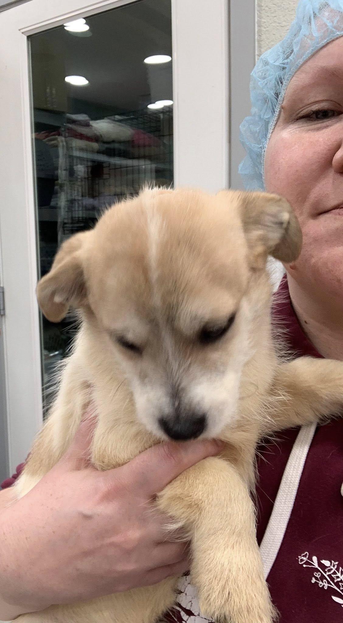 Enlarge Nugget, a Adoptable mixed breed in Kelso, WA image 2/6