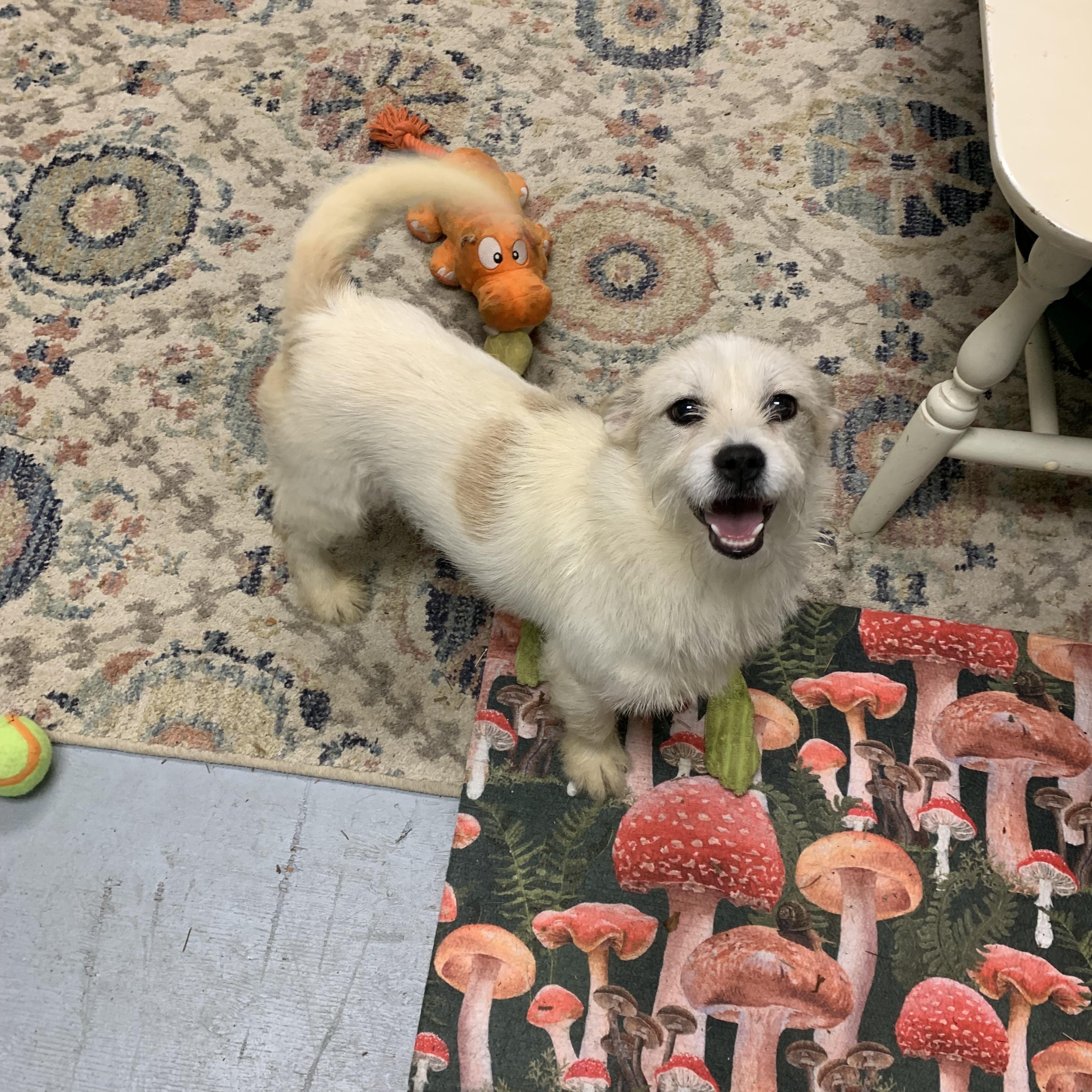 Enlarge Nugget, a Adoptable mixed breed in Kelso, WA image 3/6