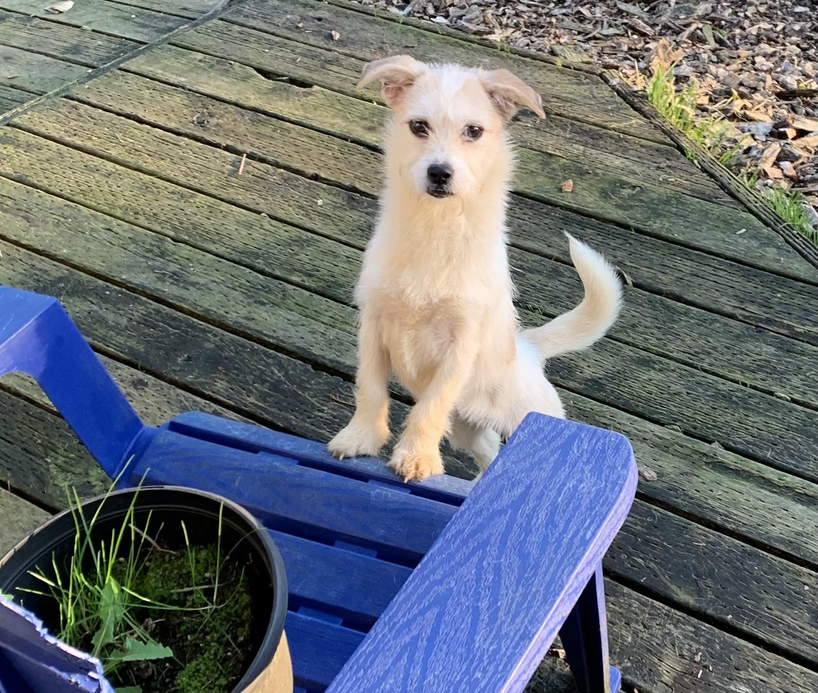 Enlarge Nugget, a Adoptable mixed breed in Kelso, WA image 5/6