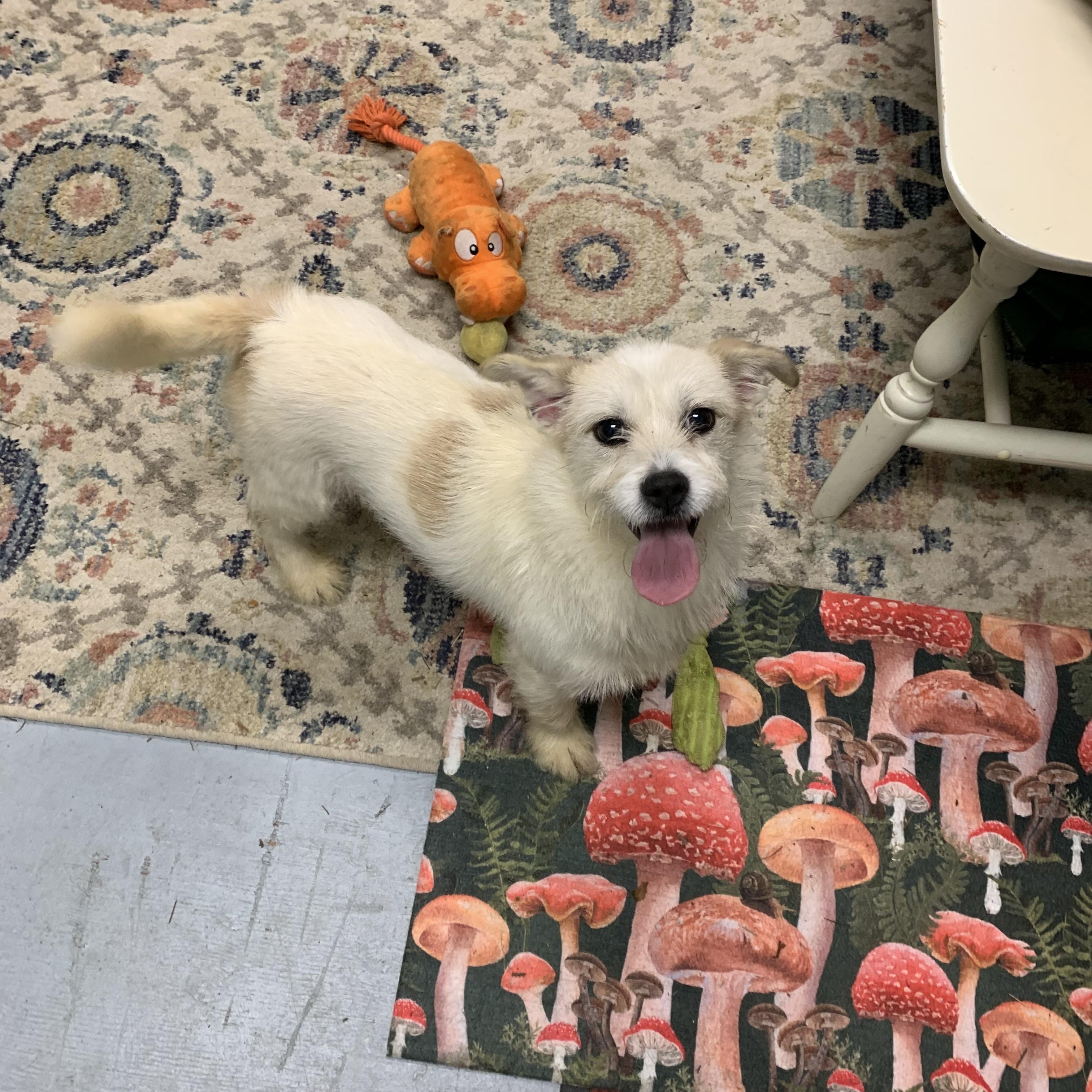 Enlarge Nugget, a Adoptable mixed breed in Kelso, WA image 4/6