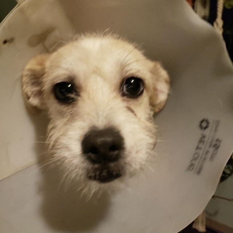 Enlarge Nugget, a Adoptable mixed breed in Kelso, WA image 6/6