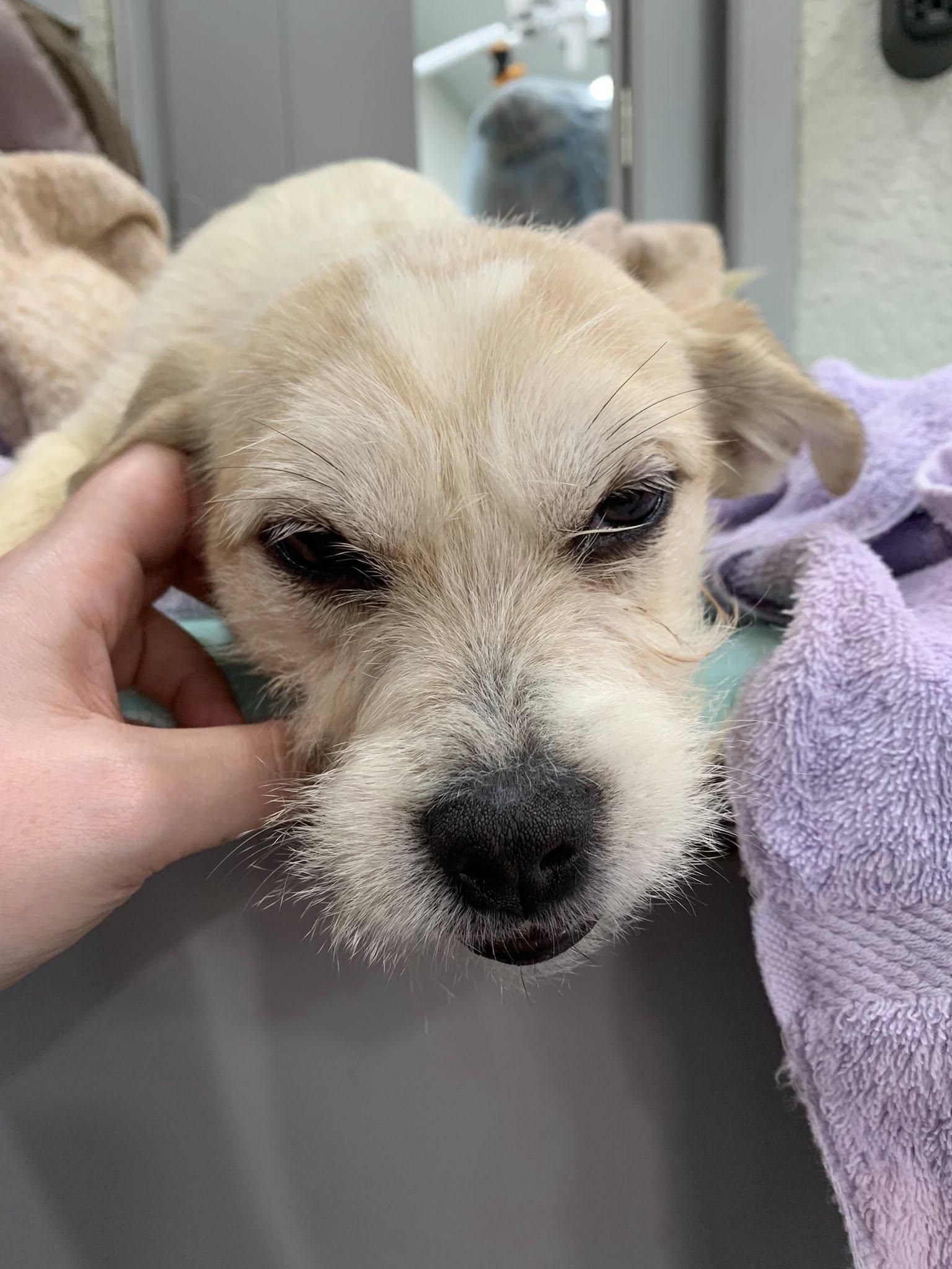 Enlarge Nugget, a Adoptable mixed breed in Kelso, WA image 1/6