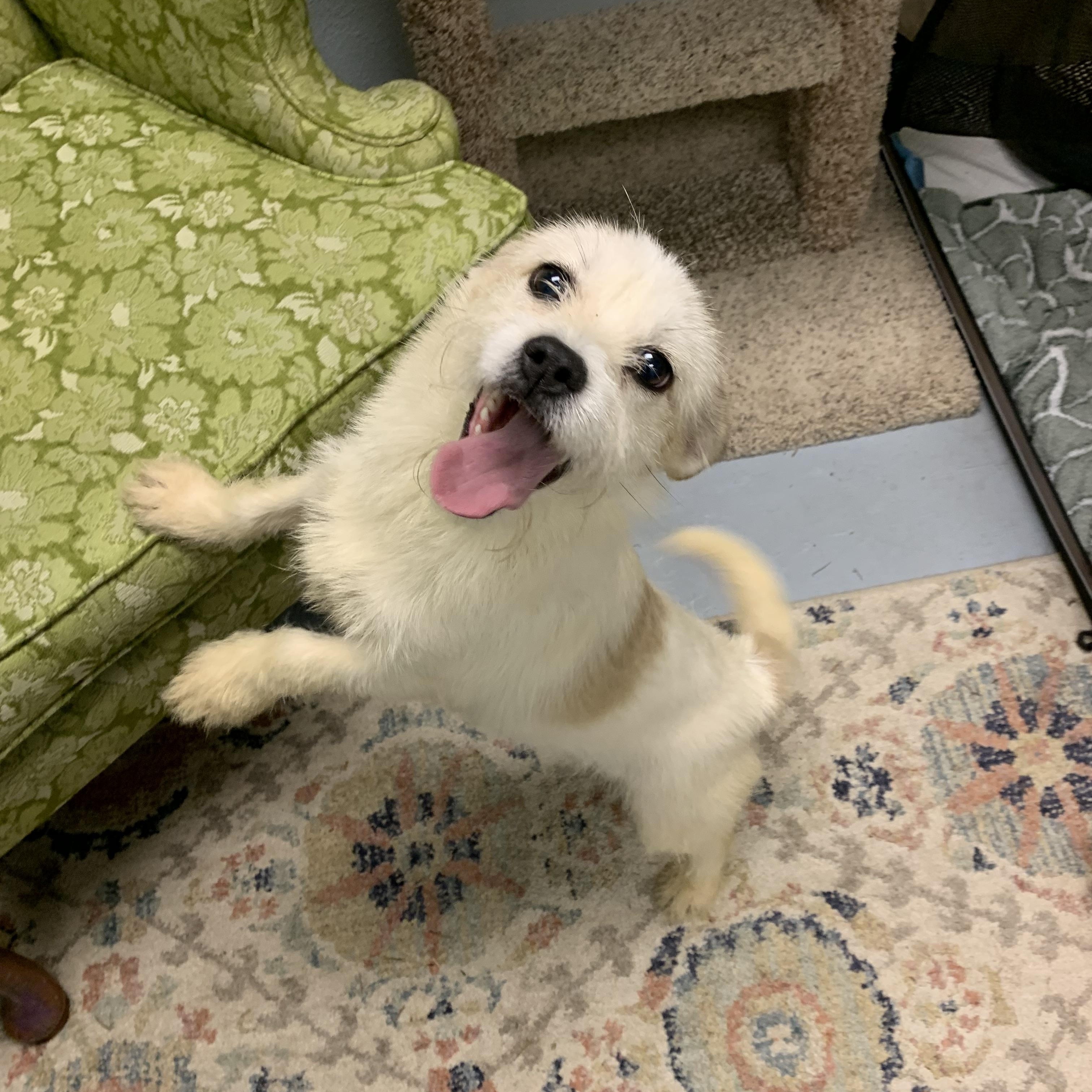 Enlarge Nugget, a Adoptable mixed breed in Kelso, WA image 1/6